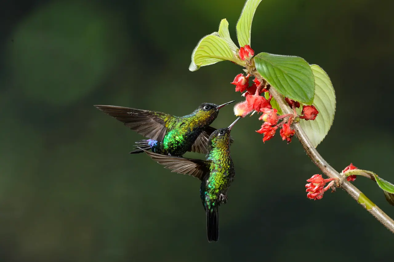 Fiery-throated Hummingbird 27