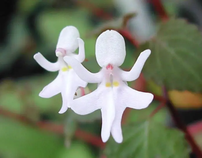 Flowers That Look Like Animals And Objects - Dancing Lady