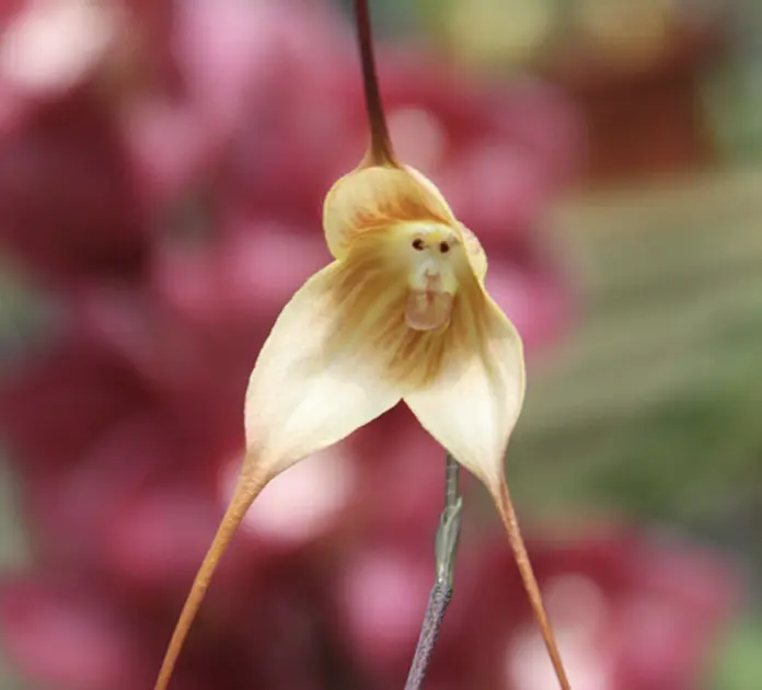 Flowers That Look Like Animals And Objects - Monkey Face
