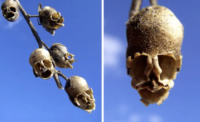 Flowers That Look Like Animals And Objects - The Badass