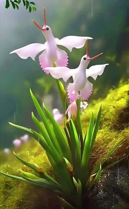 Flowers That Look Like Birds 4