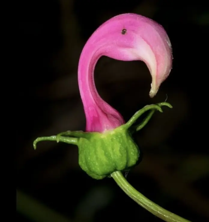 Flowers That Look Like Birds - Flamingo