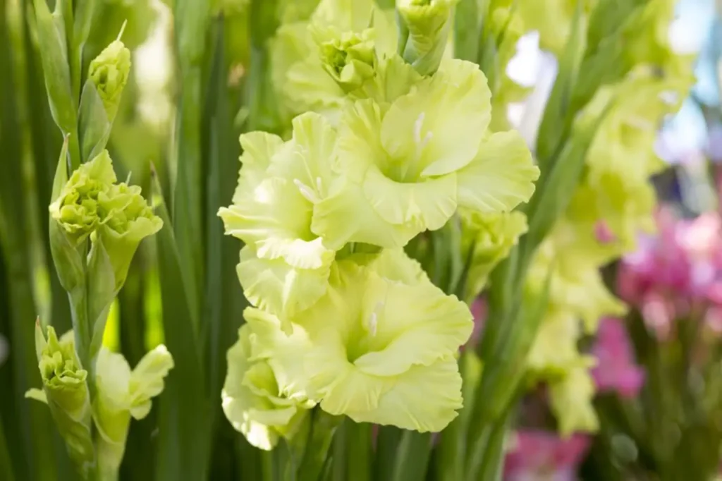 Gladiolus Flower 4