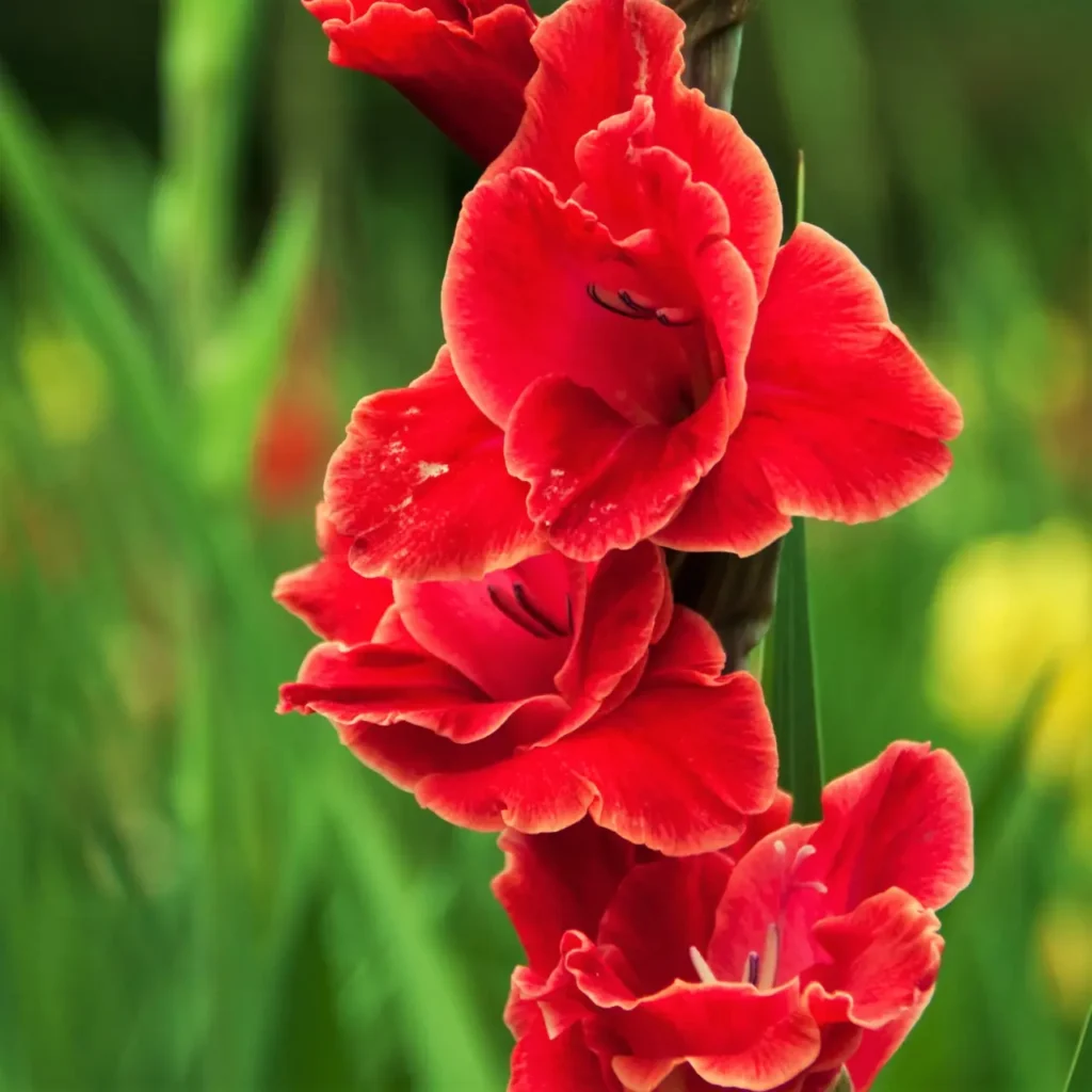 Gladiolus Flower 7