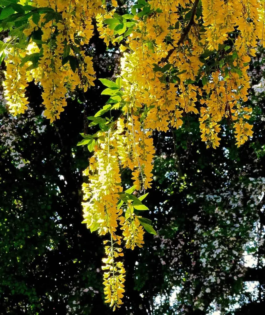Golden Chain Flower 29