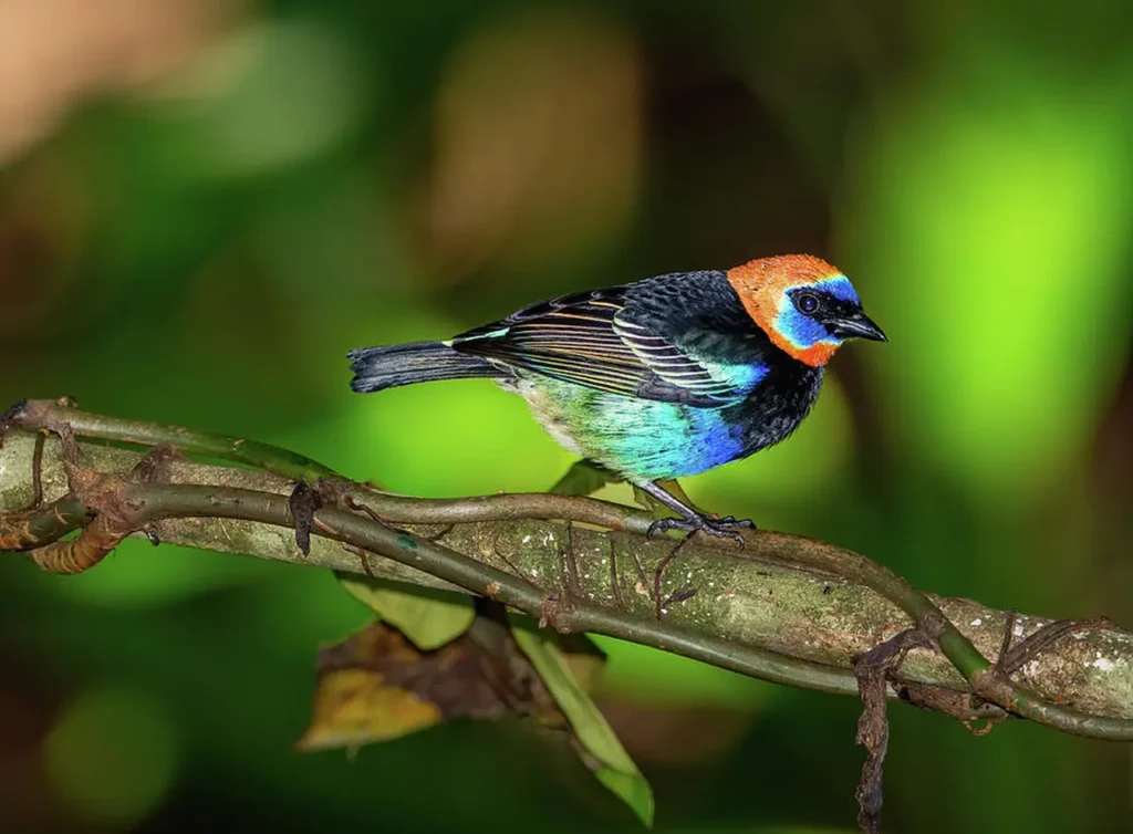 Golden-hooded Tanager 1