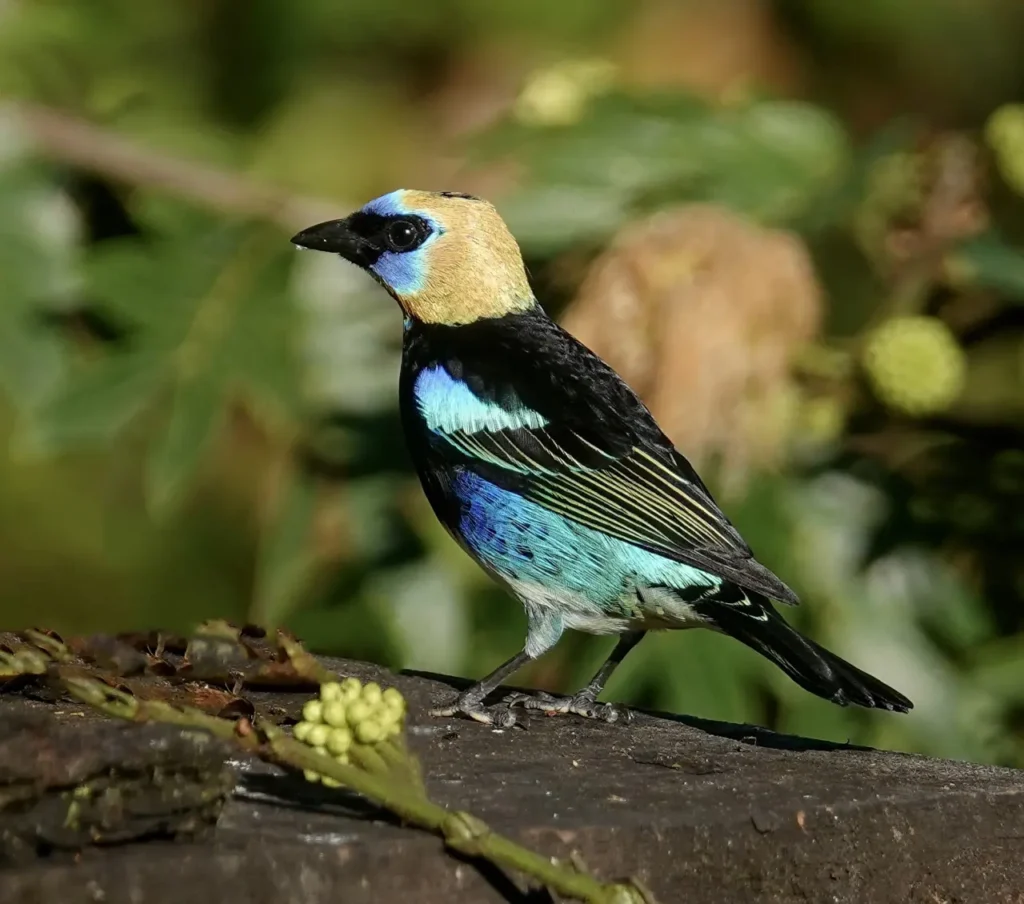 Golden-hooded Tanager 11