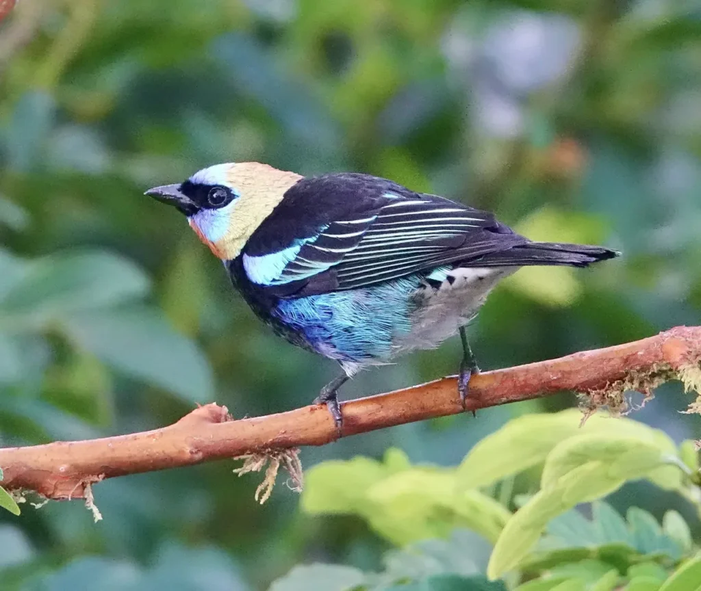 Golden-hooded Tanager 13