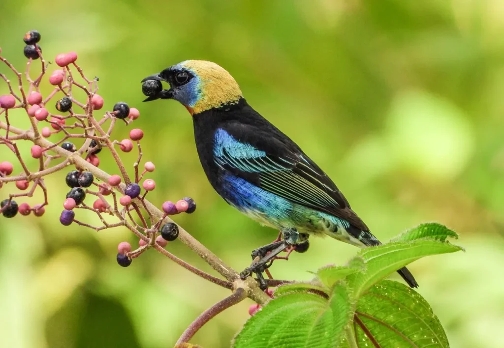Golden-hooded Tanager 14