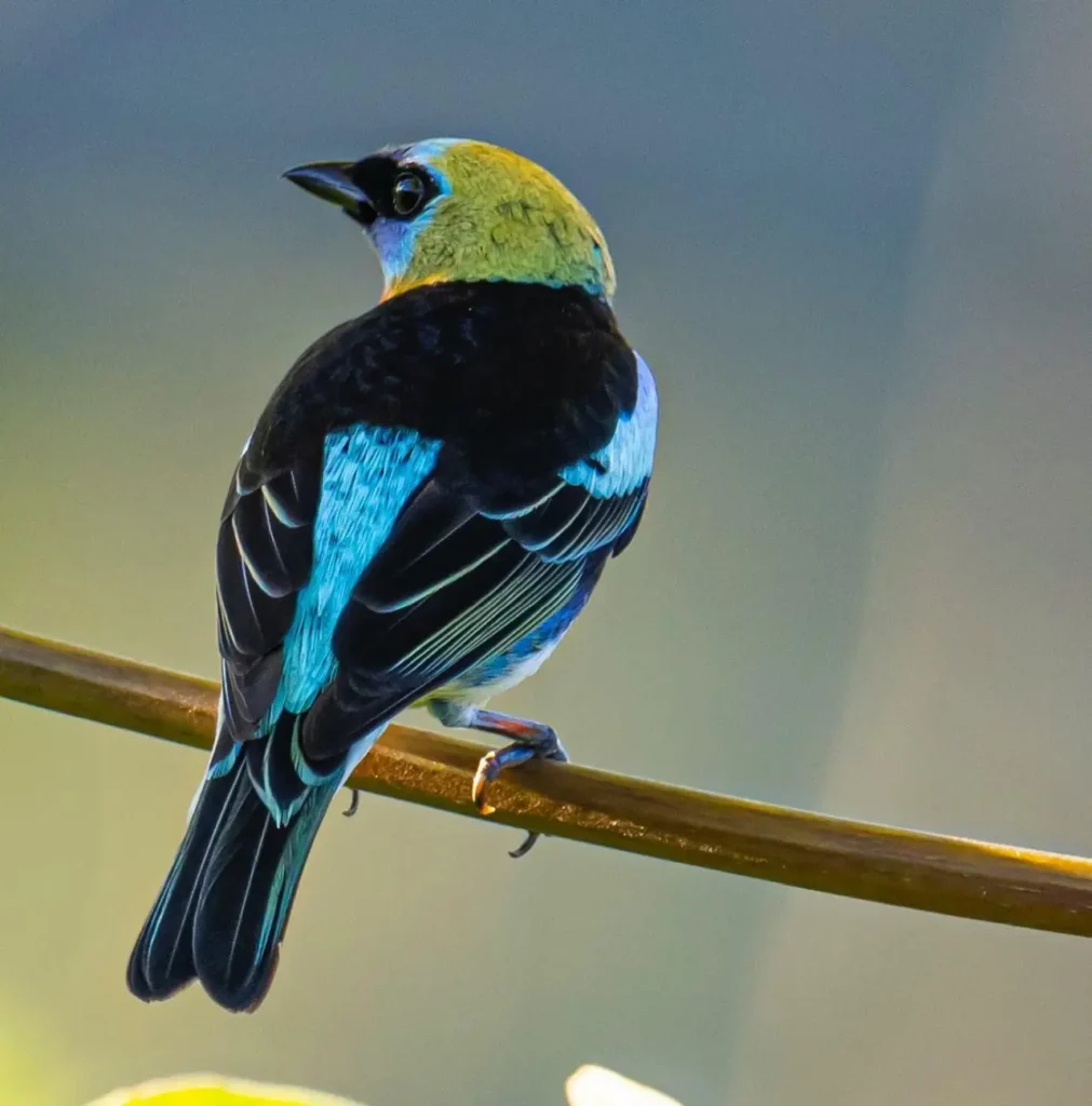 Golden-hooded Tanager 15