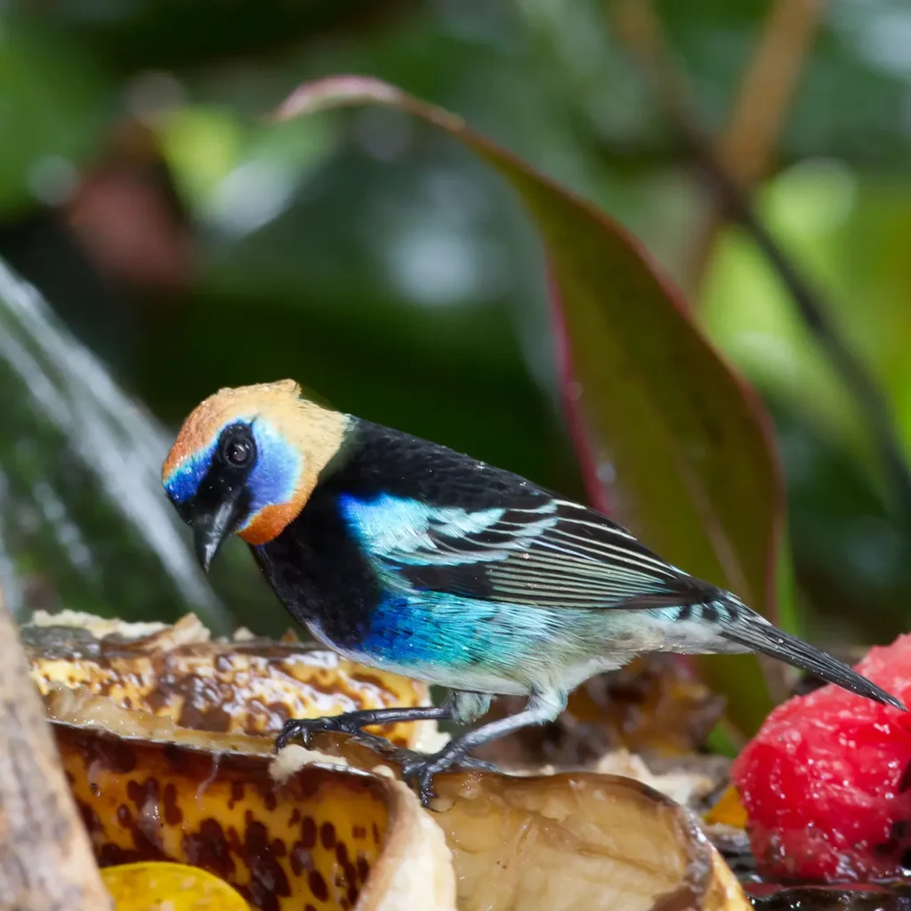 Golden-hooded Tanager 16