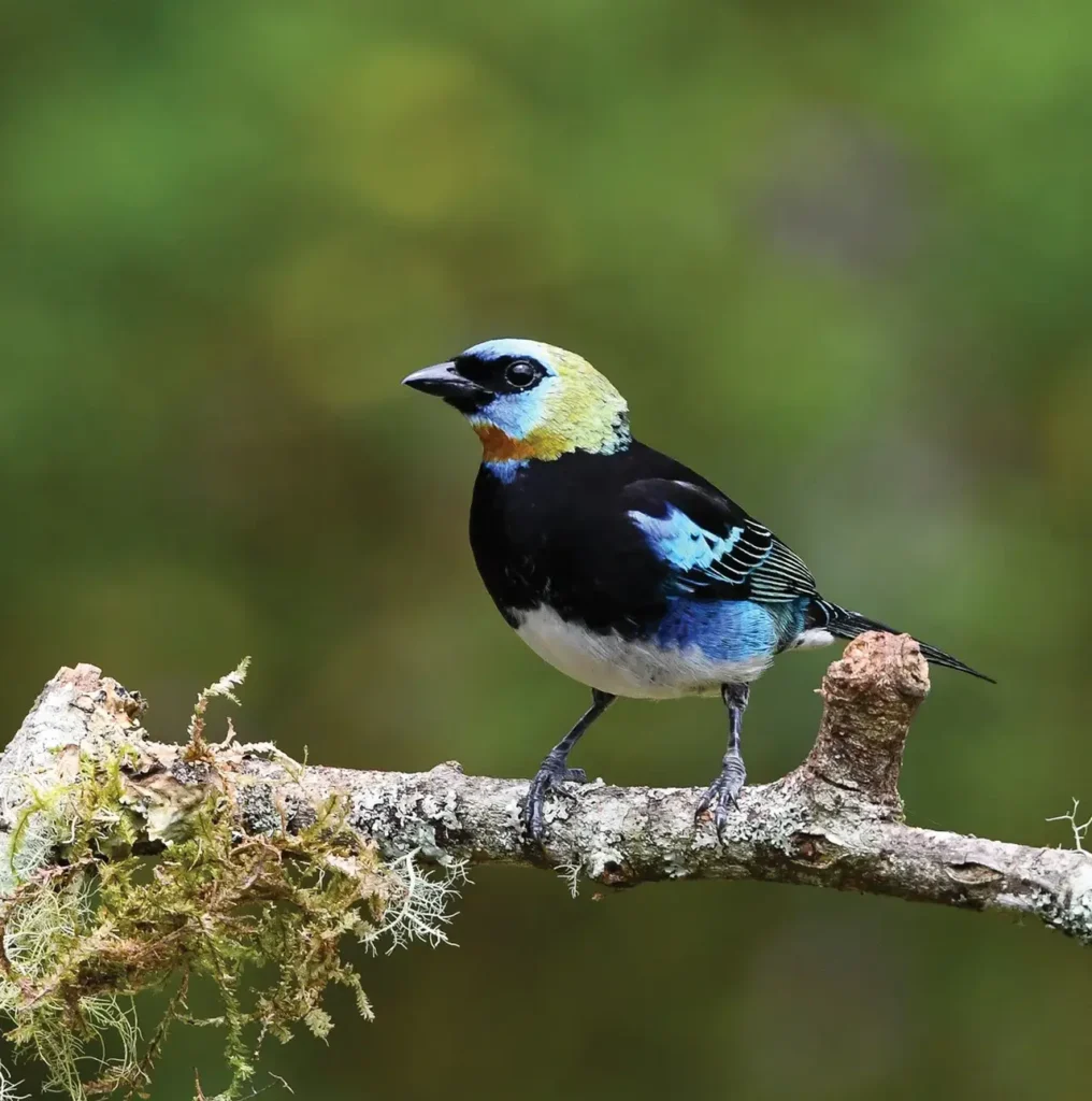 Golden-hooded Tanager 17