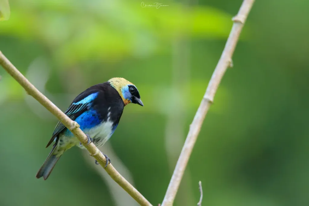 Golden-hooded Tanager 18