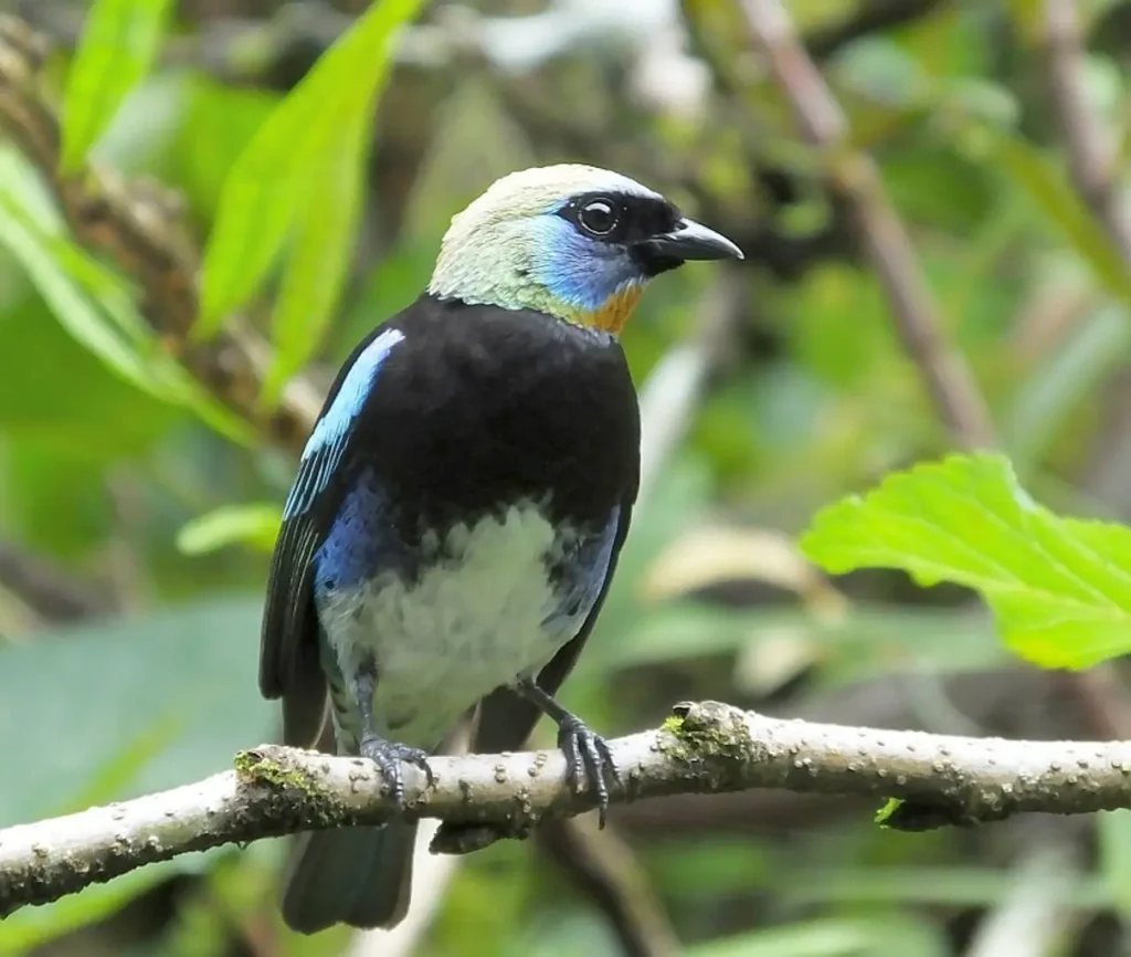 Golden-hooded Tanager 19