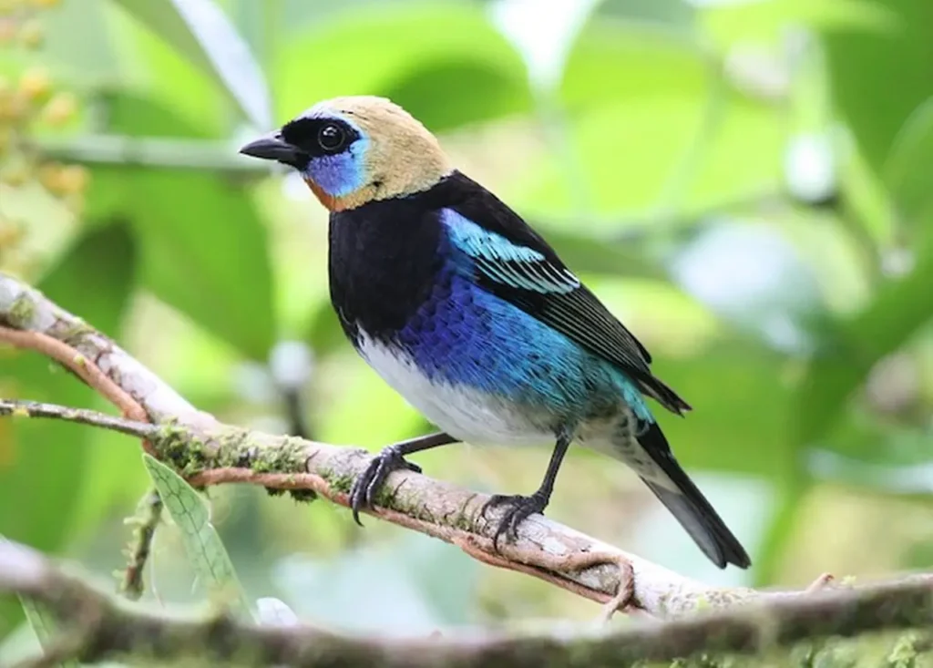 Golden-hooded Tanager 2