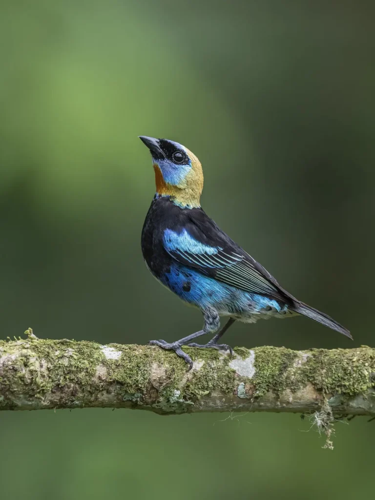 Golden-hooded Tanager 20