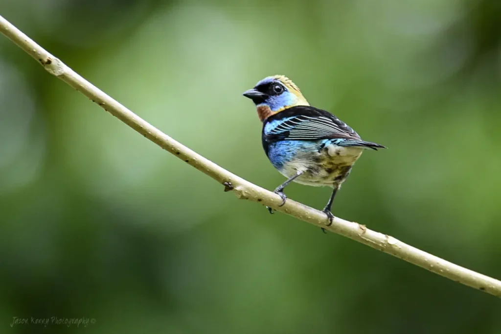 Golden-hooded Tanager 22