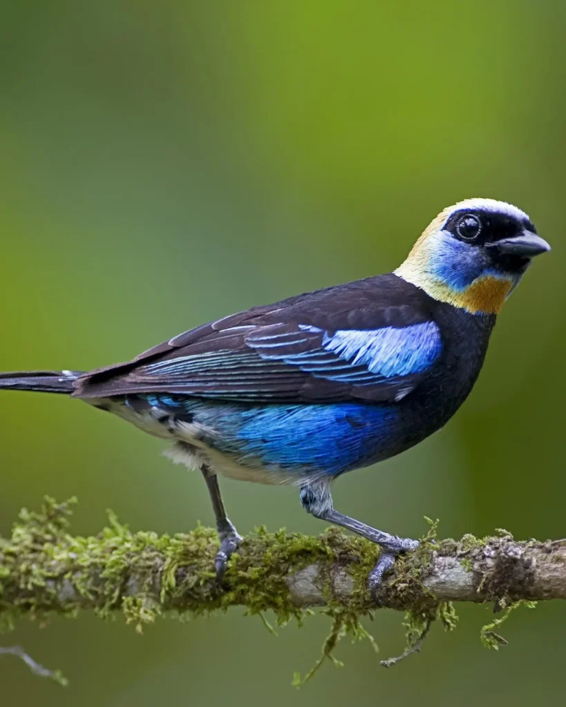 Golden-hooded Tanager 23