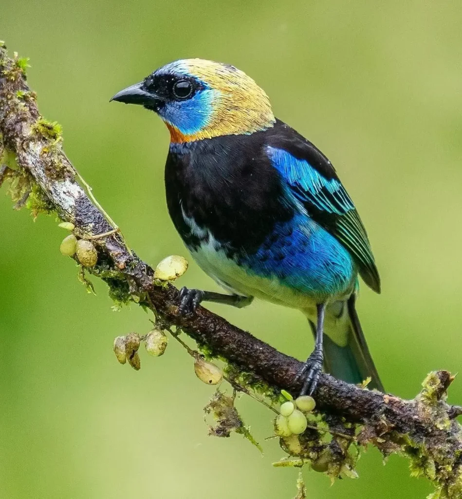 Golden-hooded Tanager 24
