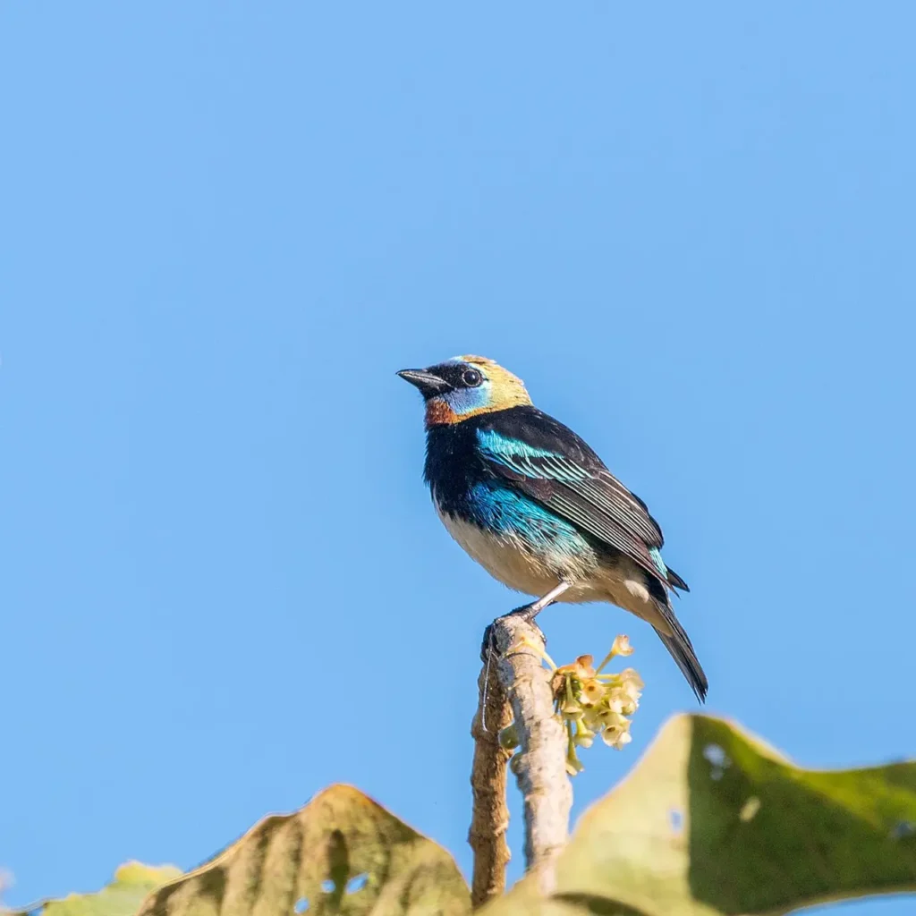 Golden-hooded Tanager 25