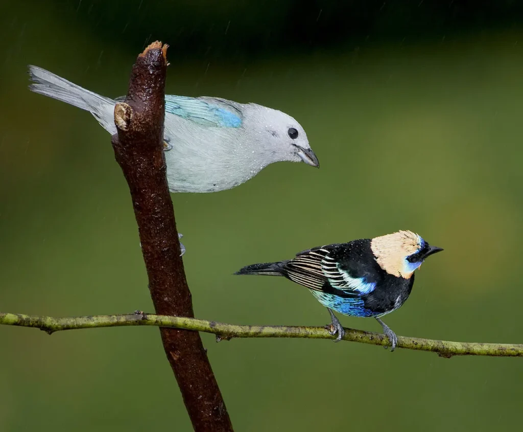 Golden-hooded Tanager 26