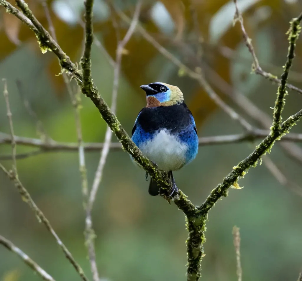 Golden-hooded Tanager 27