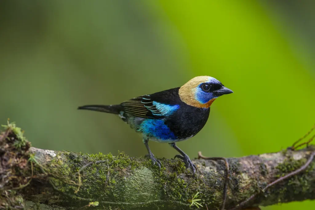 Golden-hooded Tanager 28
