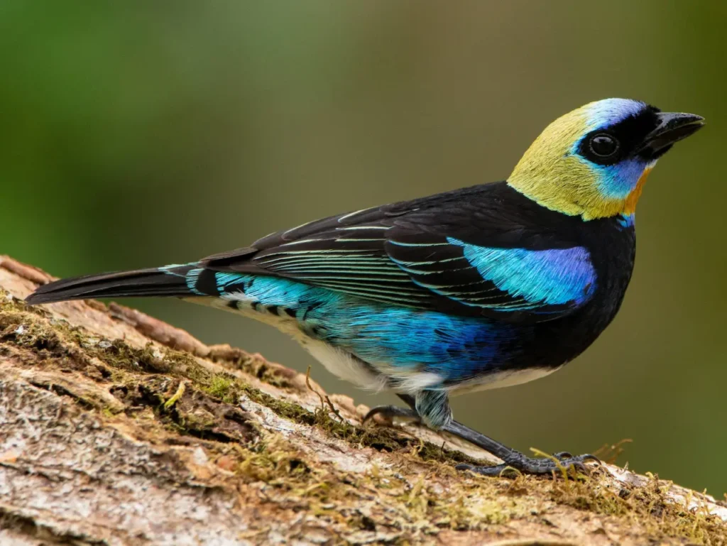 Golden-hooded Tanager 3