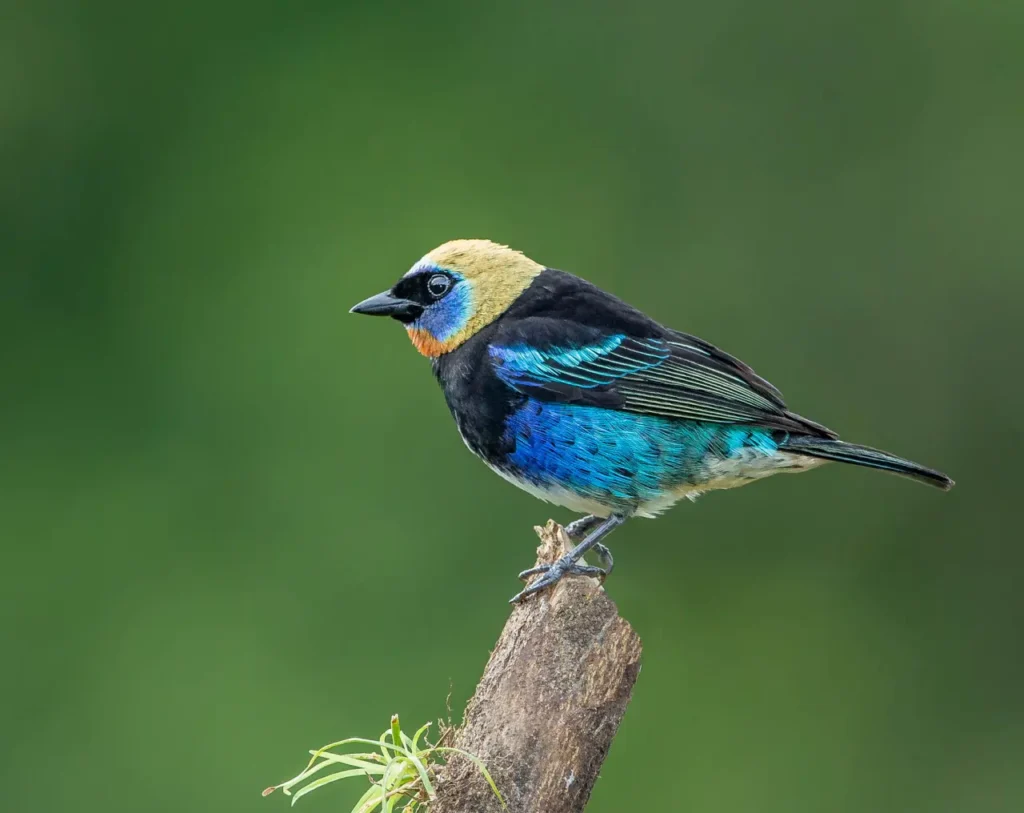 Golden-hooded Tanager 4