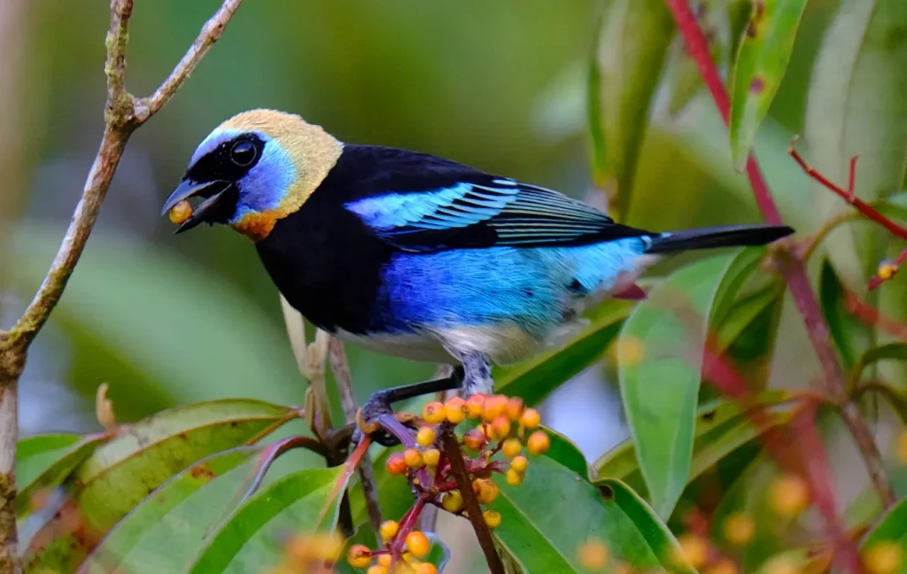 Golden-hooded Tanager 5