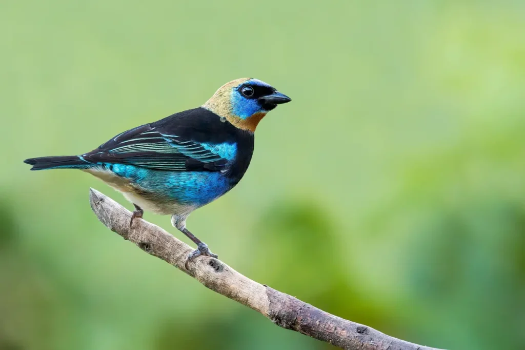 Golden-hooded Tanager 6