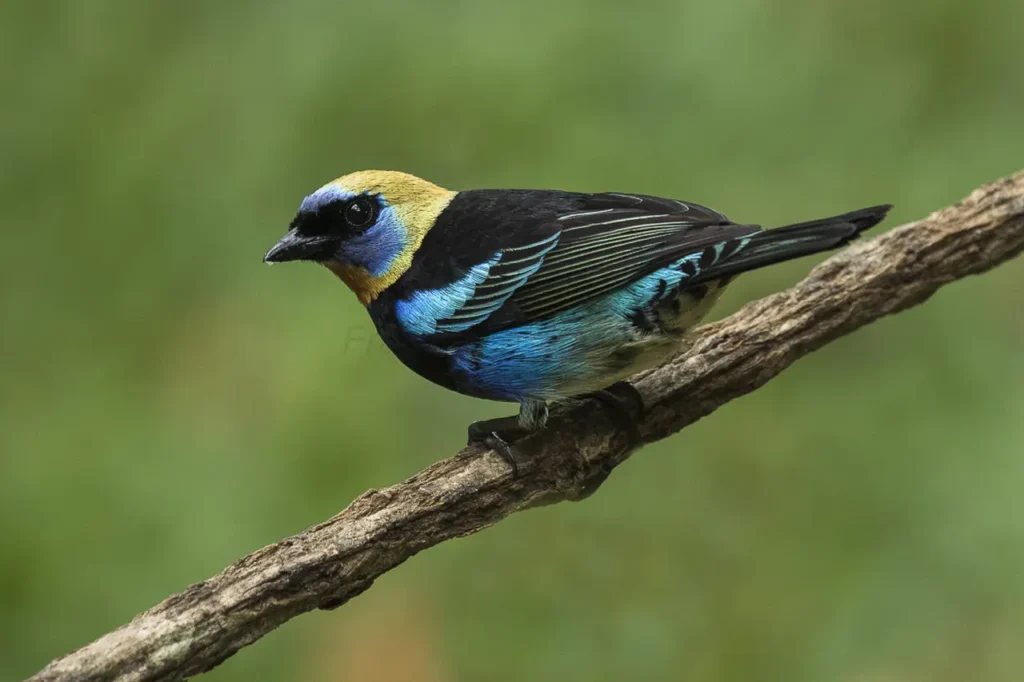 Golden-hooded Tanager 7