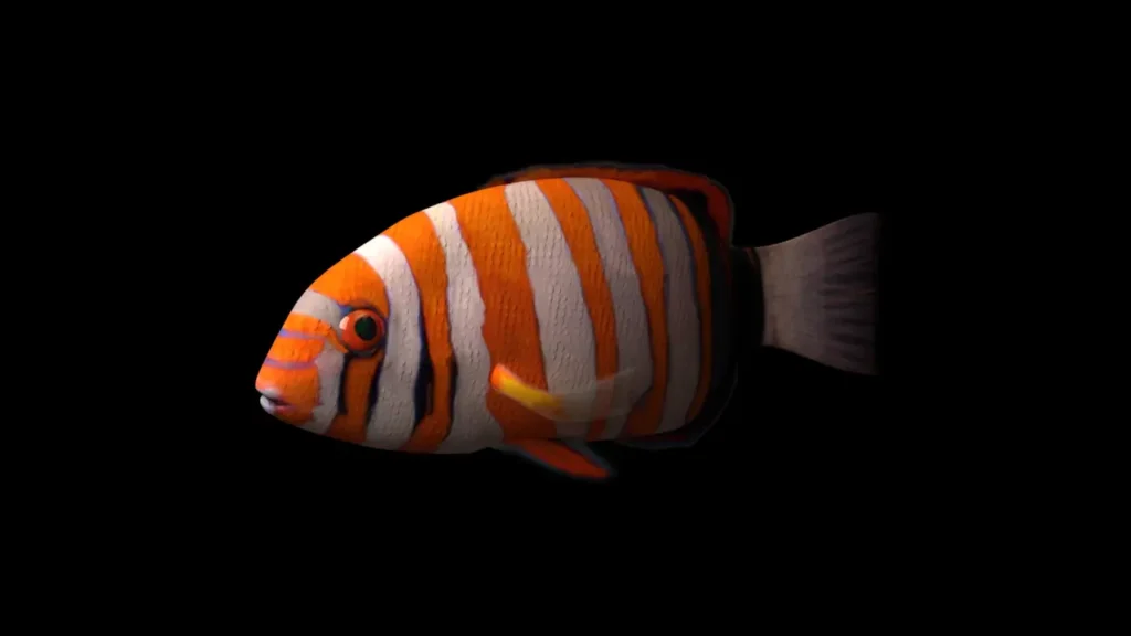 Harlequin Tuskfish 10