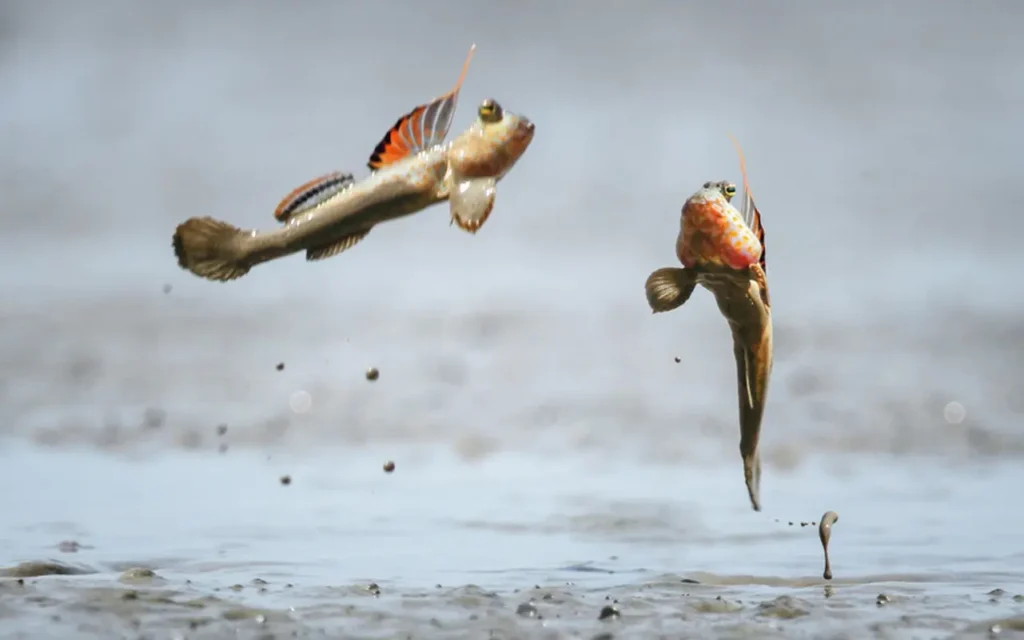 Impressive Animal Image Mudskipper's Determined Showdown 1