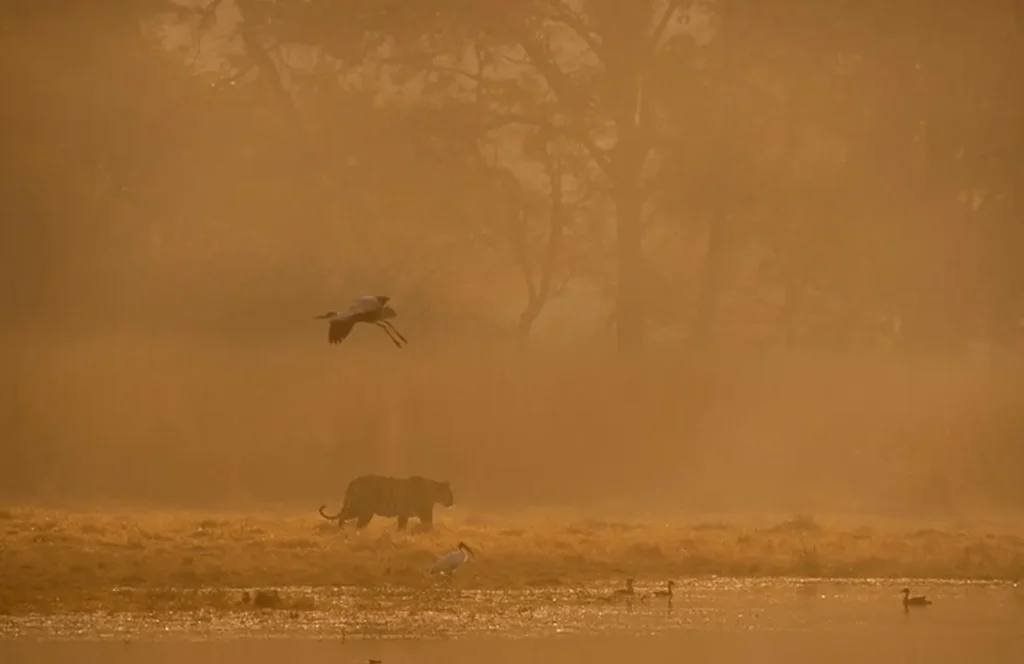 Impressive Animal Images - Elephant Tossing A Half-ton Buffalo,...12