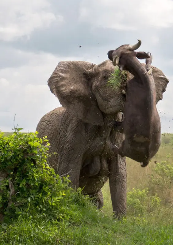 Impressive Animal Images - Elephant Tossing A Half-ton Buffalo,...3
