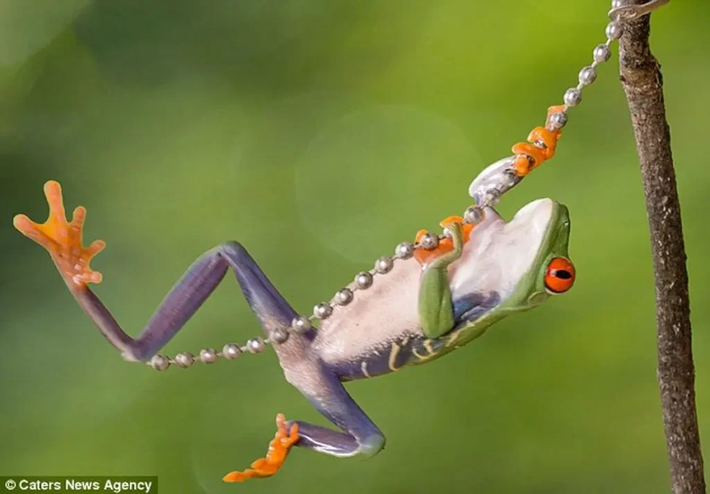 Impressive Photo Series - Mischievous Kingfisher Stealing Prey...3