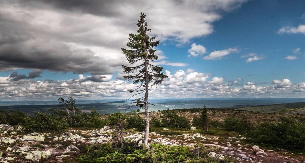 Introducing Famous Tree Species That Attract Tourists In Sweden 5