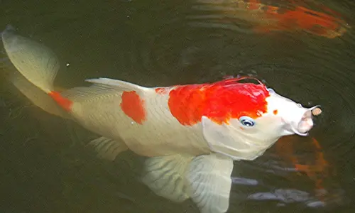 Koi Fish - Kohaku 1