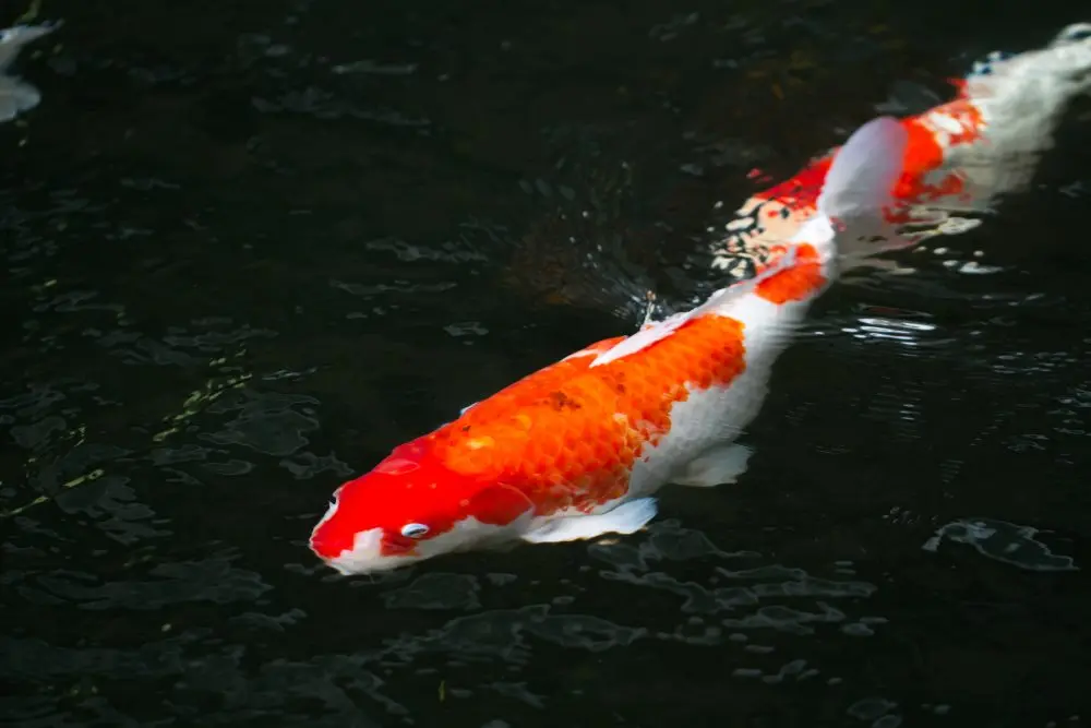 Koi Fish - Kohaku 10