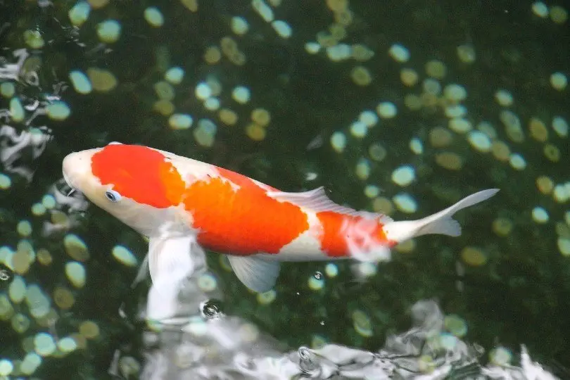 Koi Fish - Kohaku 18
