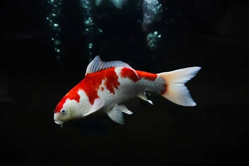 Koi Fish - Kohaku 26