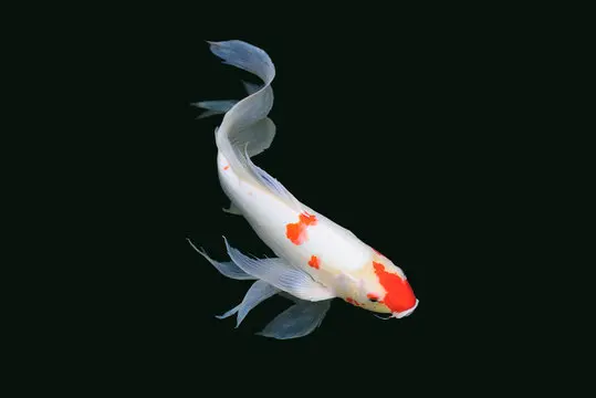 Koi Fish - Kohaku 5