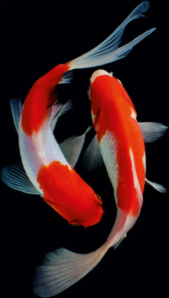 Koi Fish - Kohaku 6