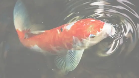 Koi Fish - Kohaku 7