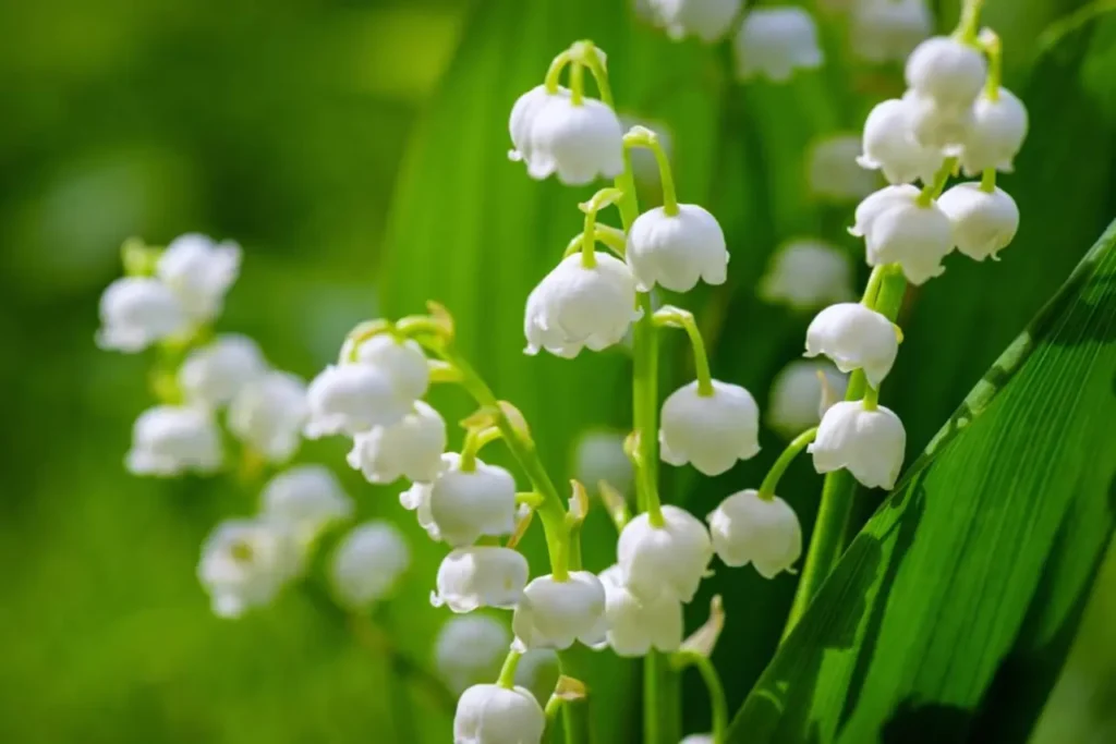 Lily Of The Valley 1