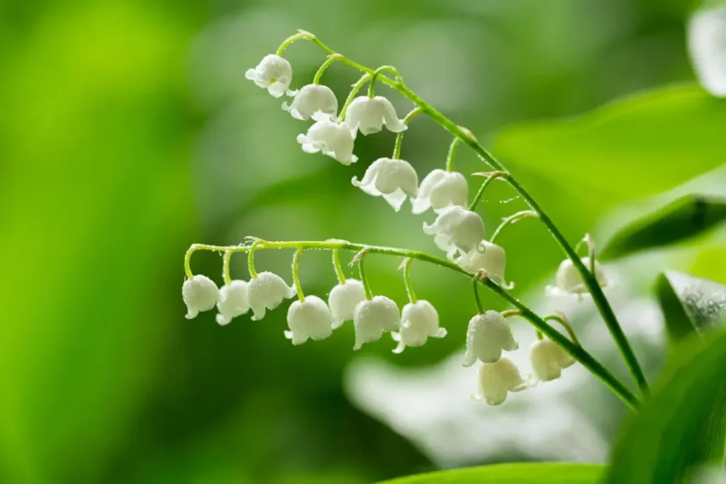 Lily Of The Valley 3