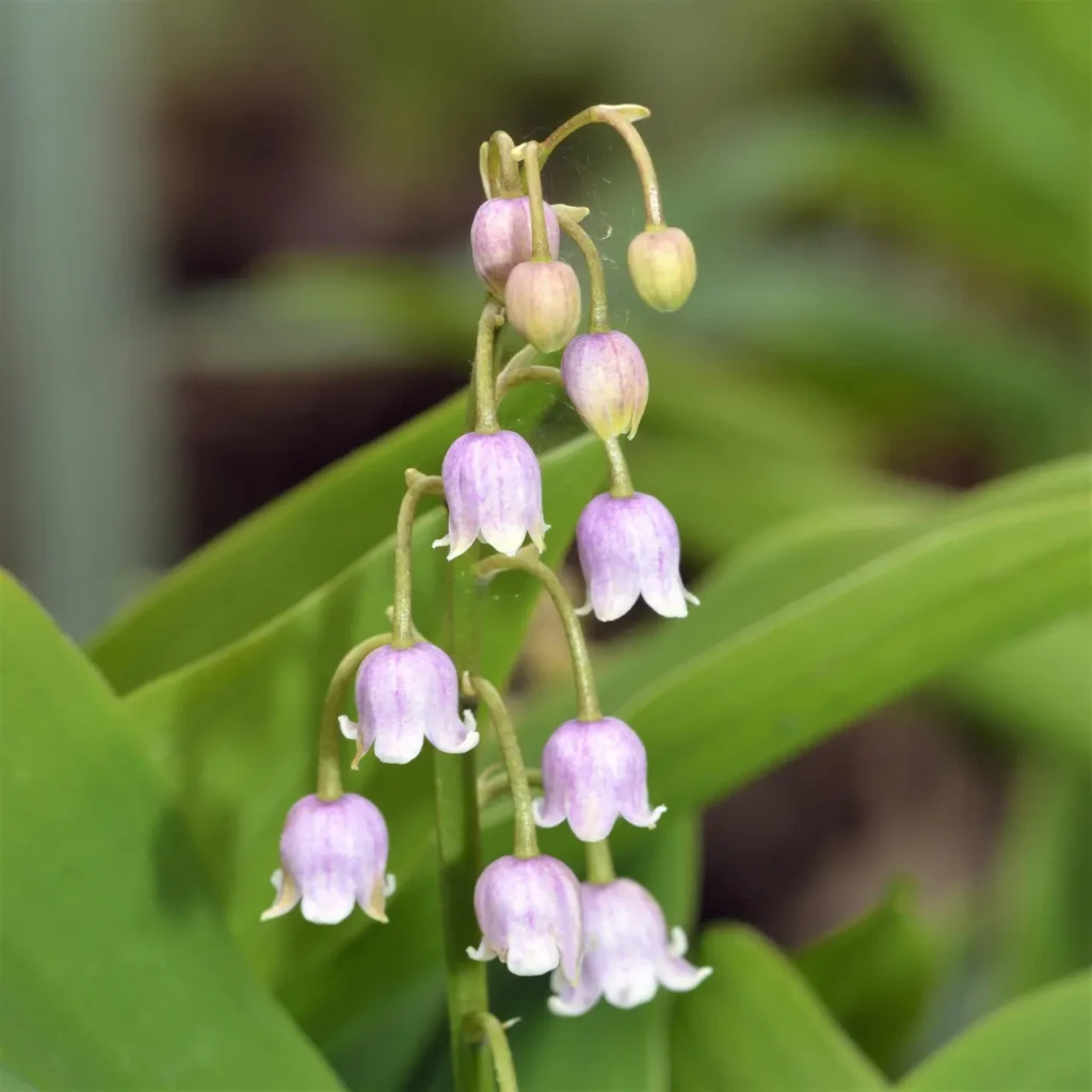 Lily Of The Valley 4