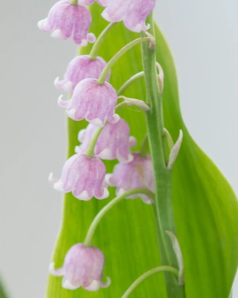 Lily Of The Valley 5