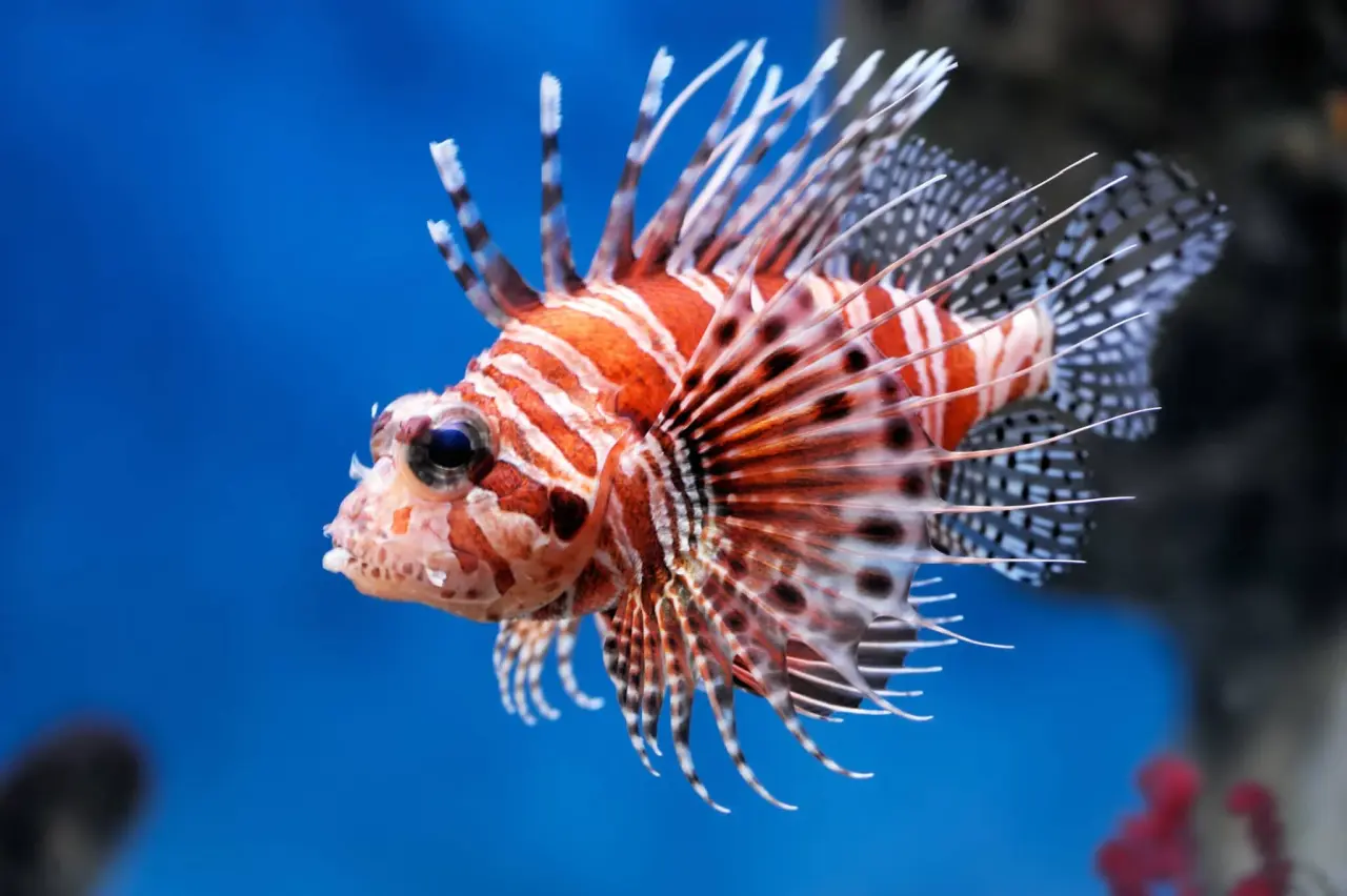 The Japanese Lionfish (Pterois lunulata): An Exquisite Intruder in ...